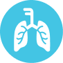 line illustration of lungs and bronchi on bright blue background